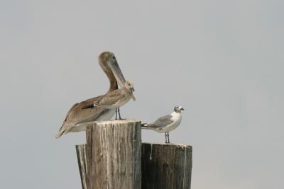 Immature Pelican and Gulls.JPG