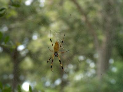 Wood Spider.JPG