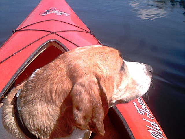 Murf in the kayak