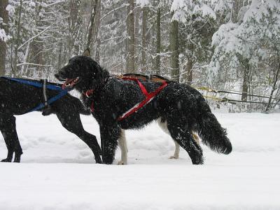 Dog Sledding with the Sunday Drivers, November 17, 2002