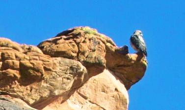 IMG00566.tif Eagle crop