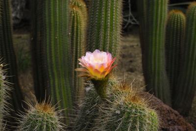 Glowing cactus flower IMG03008