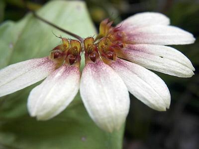 Bulbophyllum Makoyanum