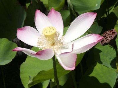 Lotus 2