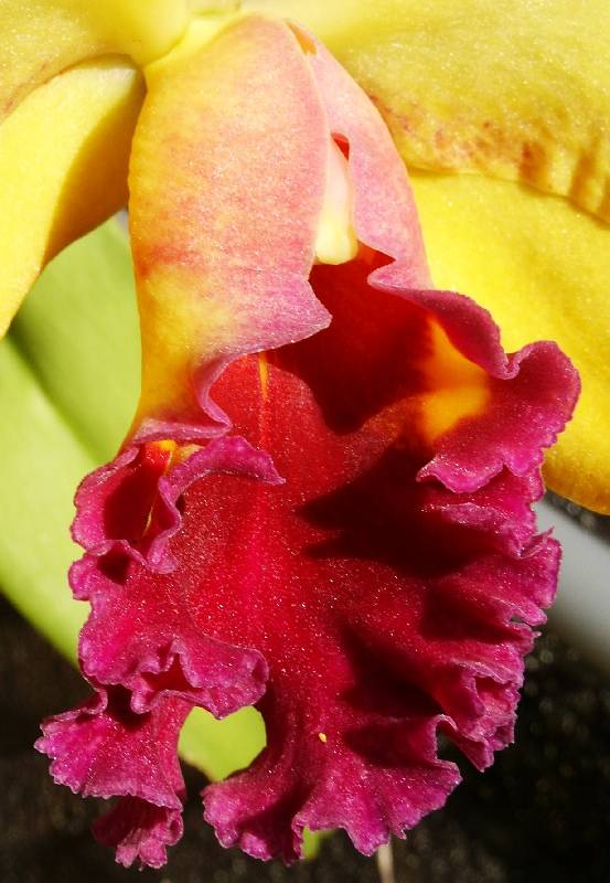 Cattleya lip