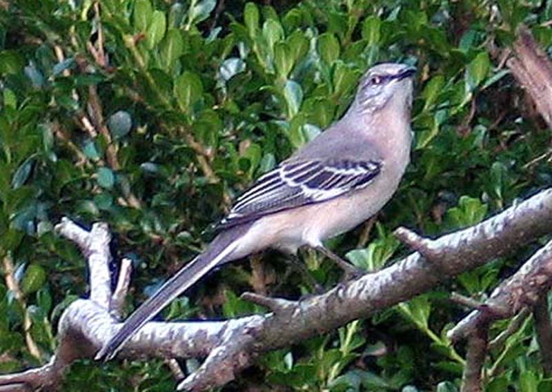 Louisiana Mockingbird