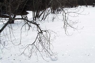 Willow Pond Color