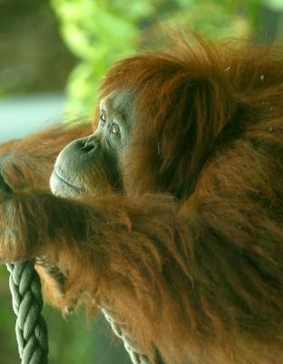 A pensive Orang utan