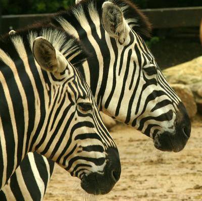Zebras faces