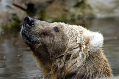 Kodiak bear immersed in pond in rain