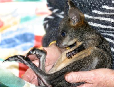 Orphan wallaby joey with broken tail