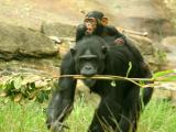 Chimpanzee with baby on back