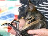 Orphan wallaby joey with broken tail