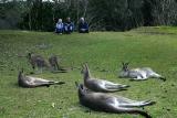 Kangaroos at Pebbly Beach