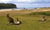 Three eastern grey kangaroos at  Pebbly Beach, NSW
