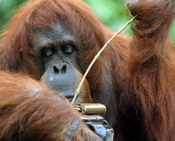 Orang utan with tool