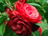 Camellia