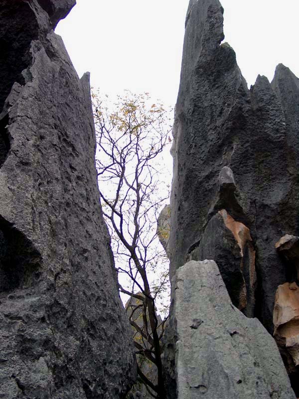 A Scene of Shilin<br />石林