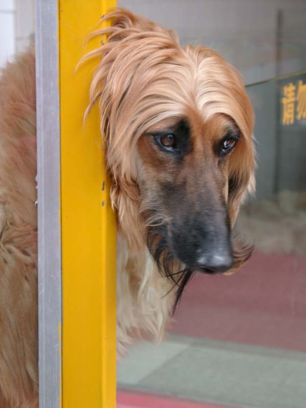 A Despaired Dog Waiting For His Owner<br />花鳥蟲魚市場一景