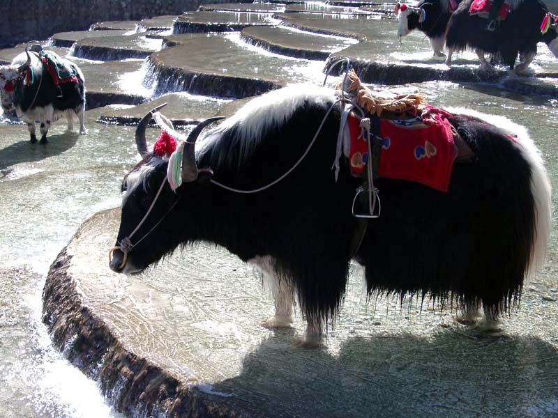 Maoniu in Baishi River<br />白水河上的耗牛
