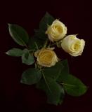 3-Yellow-Roses.jpg