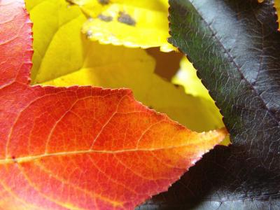 Leaves (Nov 20th)