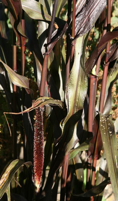 <B>Aging Grass</B><BR><FONT size=2>by Ann Chaikin<BR>Not for Voting</FONT>