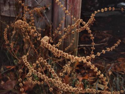 Ageless Beautyby Bev Brink