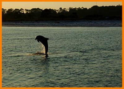 Dolphin Leap by florg