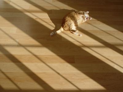 Soak Up the Sun by Howard Cheng