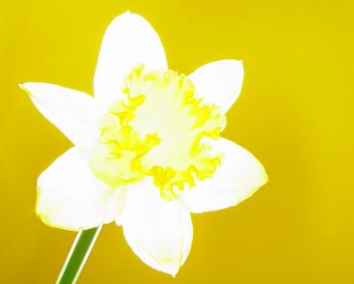 High-key silhouette of a daffodilby Willem