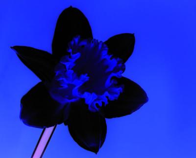 Inverted daffodil silhouette*by Willem