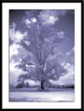 <B>8th Place<br>Old, Old Tree</B><BR><FONT size=3><BR>By Faye White</FONT>