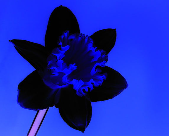 <B>Inverted daffodil silhouette*</B><br>by Willem