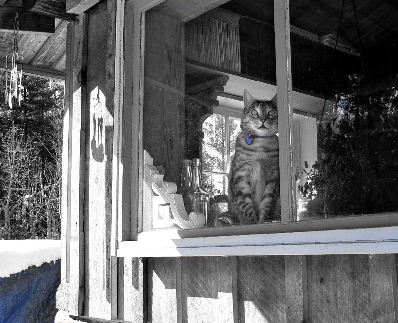 <b>Bodhi Lookin Out</b><br>by mlynn