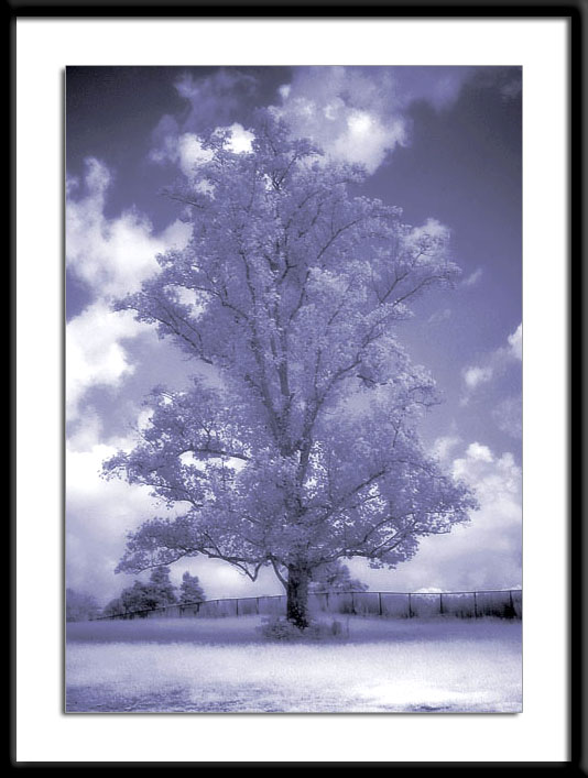 <B>8th Place<br>Old, Old Tree</B><BR><FONT size=3><BR>By Faye White</FONT>