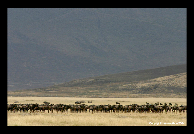 Wildebeest - Ngorongoro Crater, Tanzania