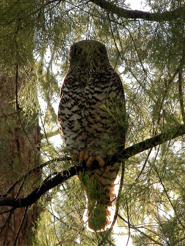 Powerful Owl