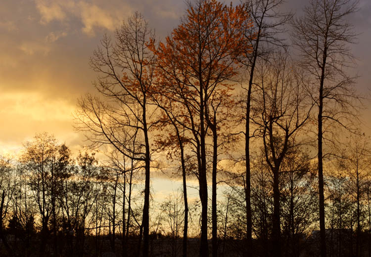 Fall Fantasy