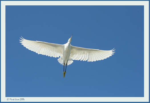 Backlit Angel<br>by Markjay