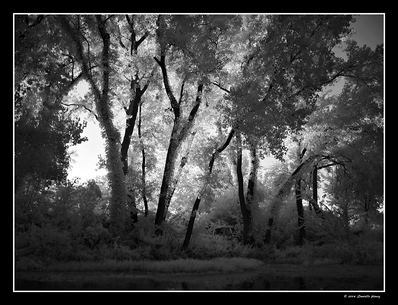 Swamp <br>By Dani