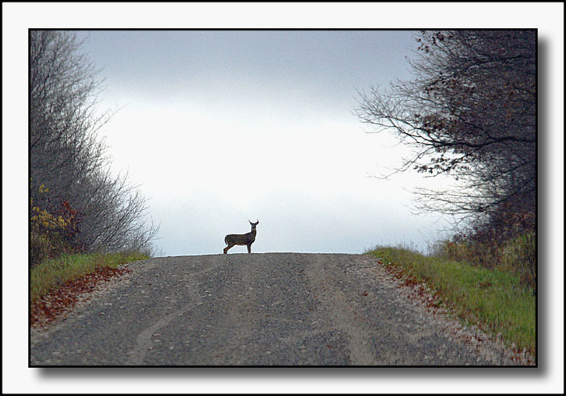 Bambi *