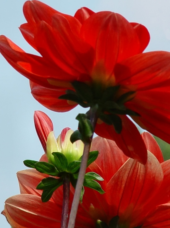Reaching For the Sun<br><font size=1>by Bev Brink<font>