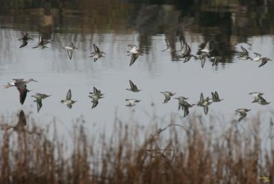 u20/sue_p/medium/36507011.1113dunlins1752.jpg
