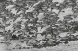 11-16 dunlins 2063.jpg
