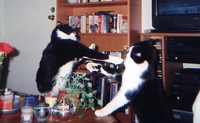 CAT FIGHT.jpg