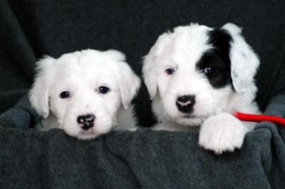   Sophie &  Higgins