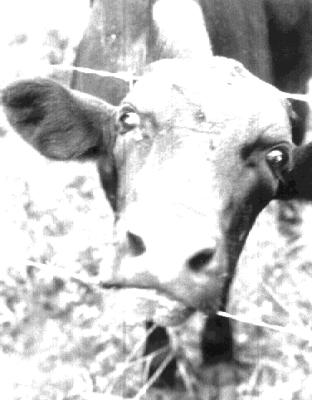 Cow.gif