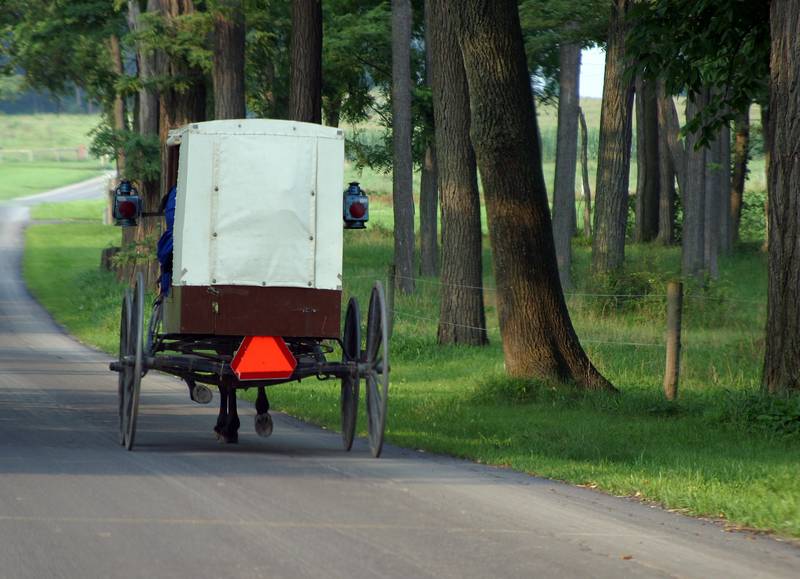 A white top buggy -- marker of most traditional Amish affiliation