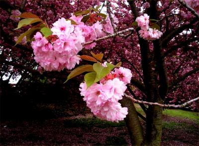 Brooklyn Cherry Blossoms